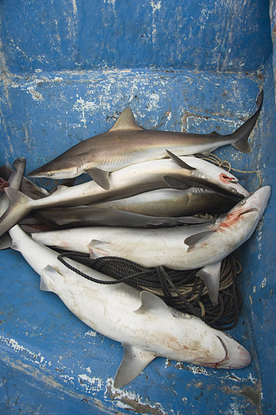 sharpnose shark | sharkdiving